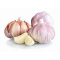 hot sale size 5.0 up china fresh garlic normal white